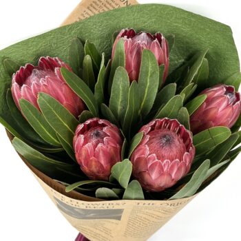 Protea - 5 Stem Bouquet