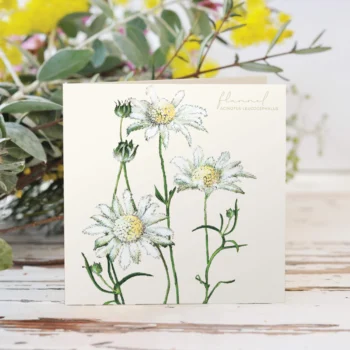 Card - Flannel Flower