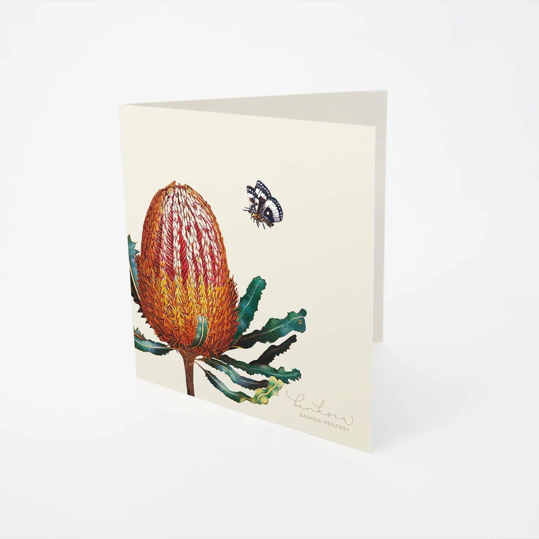 Card - Banksia Menzies - Image 3